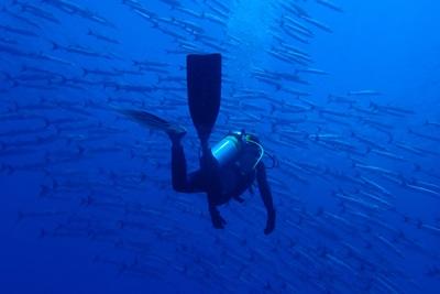 En frivillig svømmer med mer enn 700 barracudaer En frivillig teller barracuda på et forskningsdykk på Fiji