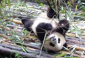 Frivillig i Kina Frivillig i Kina